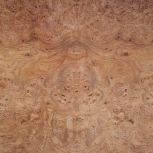 elm-burl-6