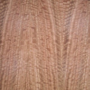 eucalyptus-qtr-fig-2