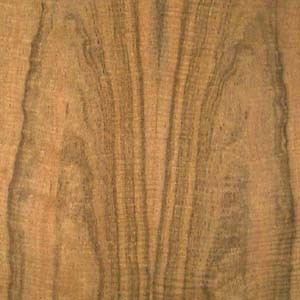 laurel-east-Indian-fc-fig