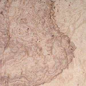 olive-ash-burl-2
