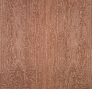 sapele blistered